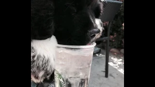 Humfrey the Landseer Newfoundland at Starbucks Starbucks