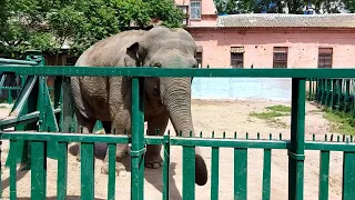 Одесский Зоопарк - 2020 / Odessa Zoo