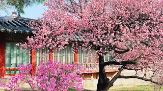 [4K Seoul] 궁궐의 봄, 홍매화가 핀 창경궁과 창덕궁 나들이🌺