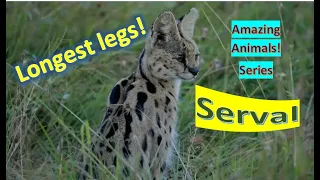 Serval facts 🐈 wild cat native to Africa