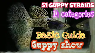 How to Identify the Different Guppy Strains and Its Category for Show