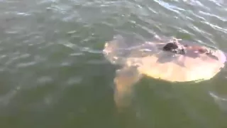 Baby Whale!