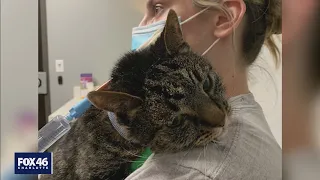 Woman warning others after pet cat attacked by bobcat in Charlotte