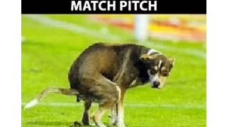 Animals on the Football match Pitch || Funny Moments HD ||Animals on the Football