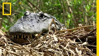 Alligator Moms Are Nature's Helicopter Parents | National Geographic