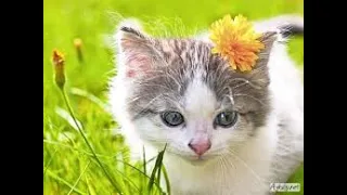 Cute Cats And Funny Animals Compilation # 94  CAT WORLD😹😹