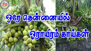 வியக்கவைக்கும் குட்டைரக தென்னங்கன்றுகள்!பராமரிப்புமுறைமற்றும் உரமேலாண்மை#organicfertilizerforplants