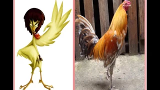 un gallo con muchos huevos vida real