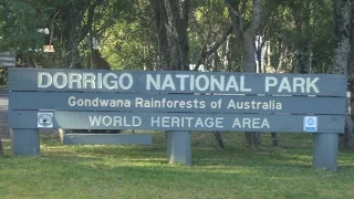 Yowie / Bigfoot Sighting (Audio Report #74) at Dorrigo, New South Wales