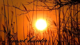 Beautiful sunset with reeds and trees - 2024/40 (Sunset hunter)