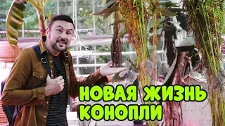 ВАМ СТОИТ ВЗГЛЯНУТЬ НА ЭТИ ТЫКВЫ И ТРЕХМЕТРОВУЮ КОНОПЛЮ! ЭКСКУРСИЯ ПО АПТЕКАРСКОМУ ОГОРОДУ МГУ