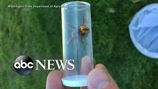 Experts reveal what was inside murder hornet nest