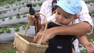 We Tour A Strawberry Farm Near Jagna Bohol