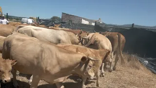 Cattle sorting - what a dusty affair