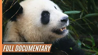 Southern China - From Macao to Sichuan | Full Documentary