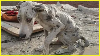 Let Me It Stones! 6 Months Old Puppy Tearfully Begs For Help