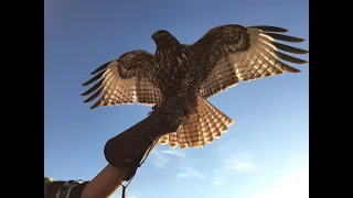 Falconry: Red-tailed hawk introduction