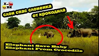 слон спас слоненка | Elephant Save Baby Elephant