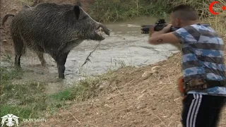 Yine heyecan dolu azılı yaban domuzu avı / Wild boar hunting in Türkiye