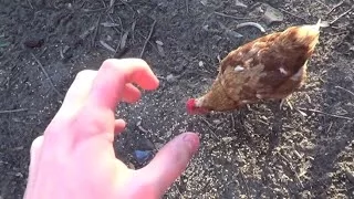 How To Fight a Chicken