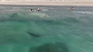 Horrifying moment tiger shark swims close to family at Perth beach