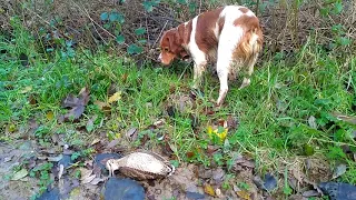 Intox de callac de Bretagne à la bécasse