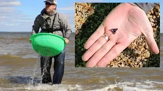 How to find fossils - Fossil hunting for shark teeth at Westmoreland State Park