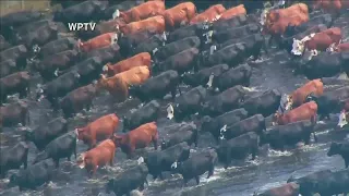 Hundreds of cows rescued from flooded ranch