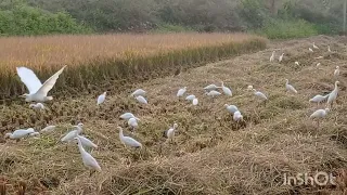 Paddy Bird playful moments / Paddy harvesting / Harvesting Video