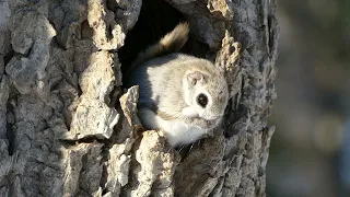 夜行性のエゾモモンガの日光浴（Ezo flying squirrel）
