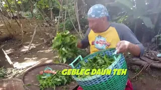 GEBLEG DAUN TEH | JEJAK SI GUNDUL (12/10/20) Part 3