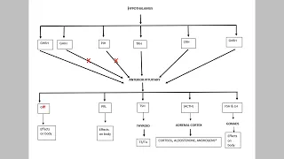 Chapter 16 Part 6: Hypothalamus and Anterior Pituitary