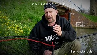 Matze Koch: Karpfen mit dicker Backe - Matzes Mätzchen 04-2017