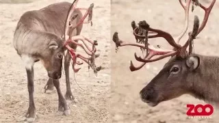 Hvorfor taber rensdyr geviret? | Copenhagen Zoo