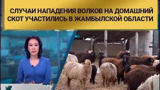 Случаи нападения волков на домашний скот участились в Жамбылской области