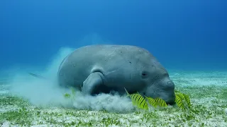 Secrets of the Sea - Dancing with a Dugong