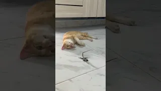 kucing dan kadal 🦎 #cat #catfunny #kucingimut #catvideos