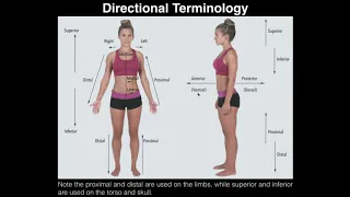 A&P I Lab | Exercise 1: Anatomical Position, Directional Terms, & Body Planes