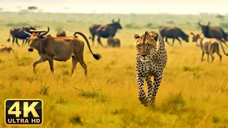 4K Wild Wildlife : Ngorongoro National Park, Tanzania - Scenic Wildlife Film With Calming Music