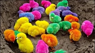 Met My Colorful Chickens,Mix coloured Cute chickens,rainbow Chickens,colorful chickens