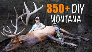 Bow Hunting PUBLIC LAND Bulls - DIY Hunt in Montana (Eastmans')