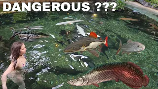 CAN YOU SWIM WITH MONSTER FISH? HOW DANGEROUS IS IT?