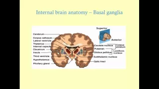 Essentials of Neuroanatomy - CRASH! Medical Review Series