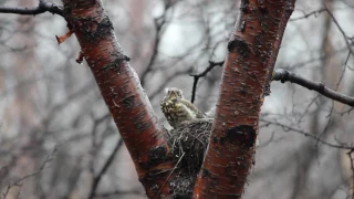 Слеток дрозда-рябиинника (лат. Turdus pilaris)