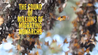 The SOUND of Millions of Monarch Butterflies!