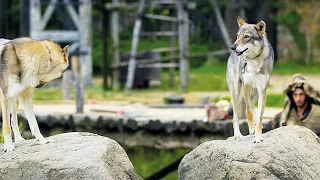 Puy du Fou : les animaux les plus incroyables de France