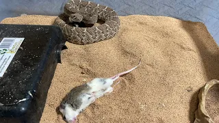 RED SNAKES MAKES RAT STRETCH! PLUS A SPECIAL GUEST SNAKE