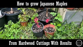 How to grow Japanese Maples from Cuttings