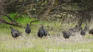 Black-tailed Native-hen Film at Big Swamp Station