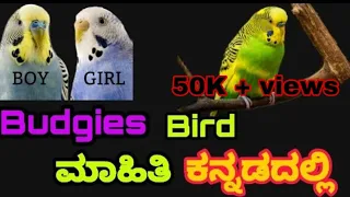 ಬಡ್ಜಿಸ್ ಹಕ್ಕಿಗಳ ಮಾಹಿತಿ ಕನ್ನಡದಲ್ಲಿ Budgies bird full explained in kannada